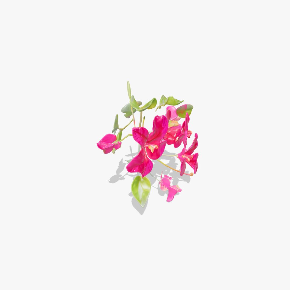 Bougainvillea Flower Detailed Flora Model Pack
